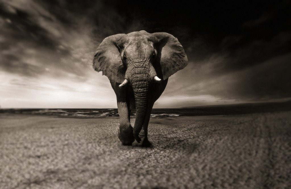 elephant, black and white, animal