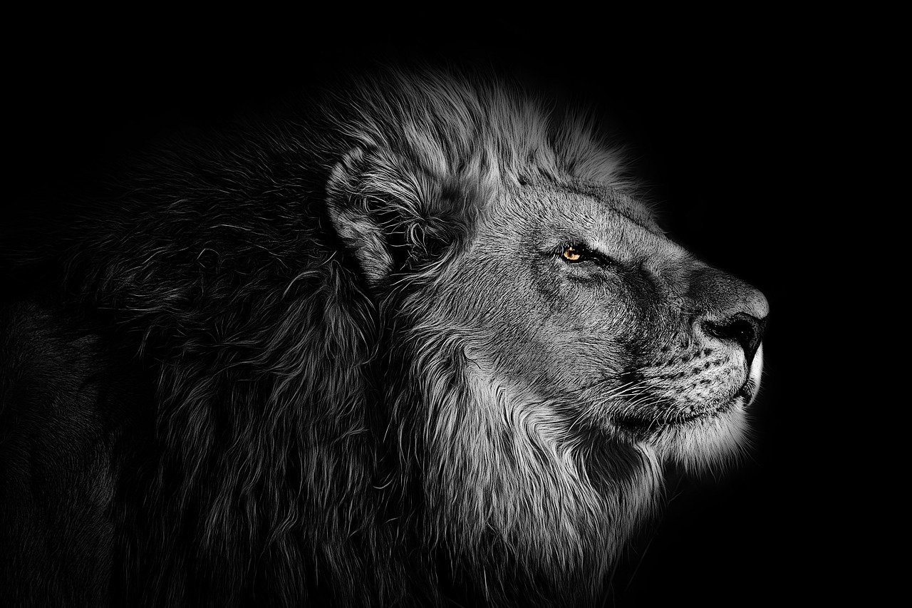 wallpaper, background, lion
